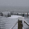 Weiße Überraschung, Ostsee Kellenhusen