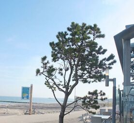 Restaurant Passat rettet Strandkiefer